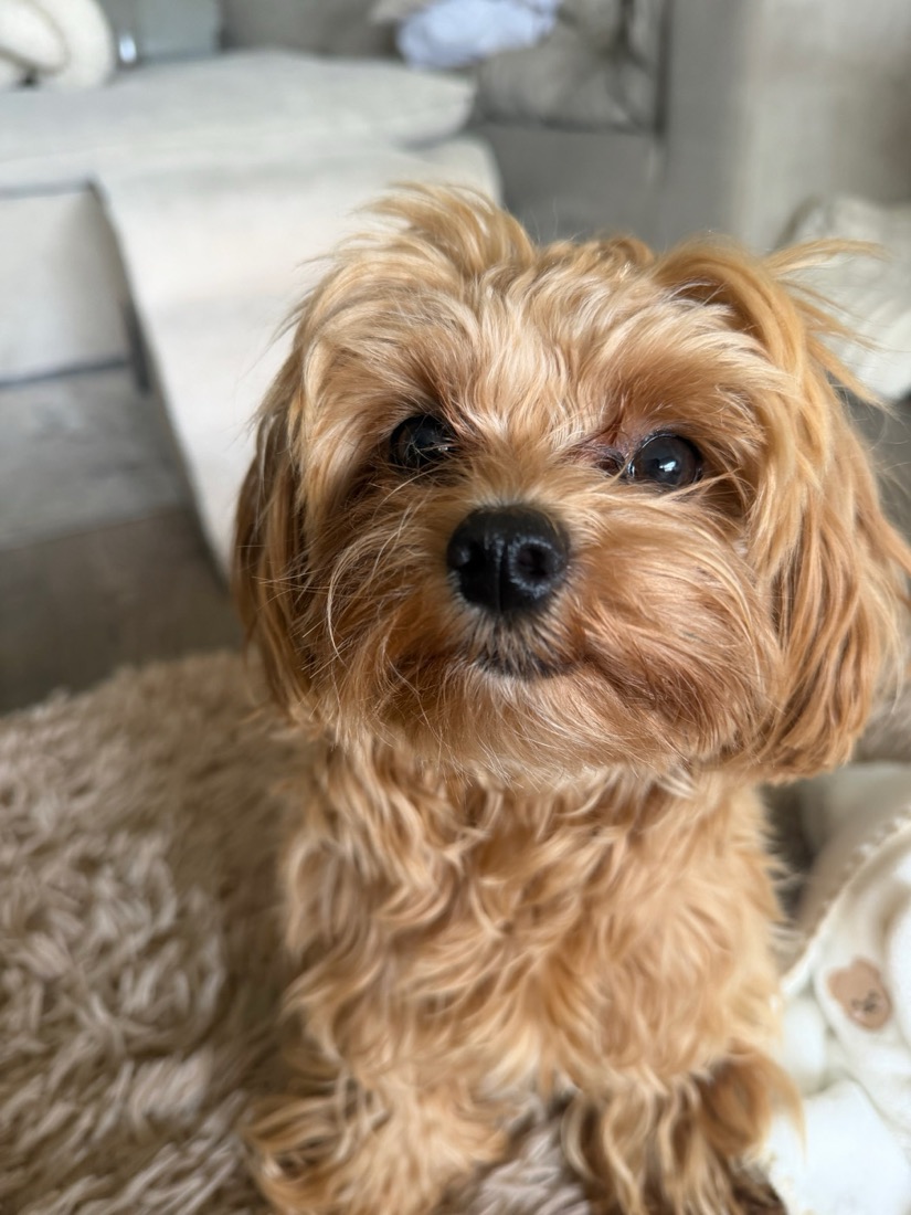 Toby, an apricot toy maltipoo, looking into the camera