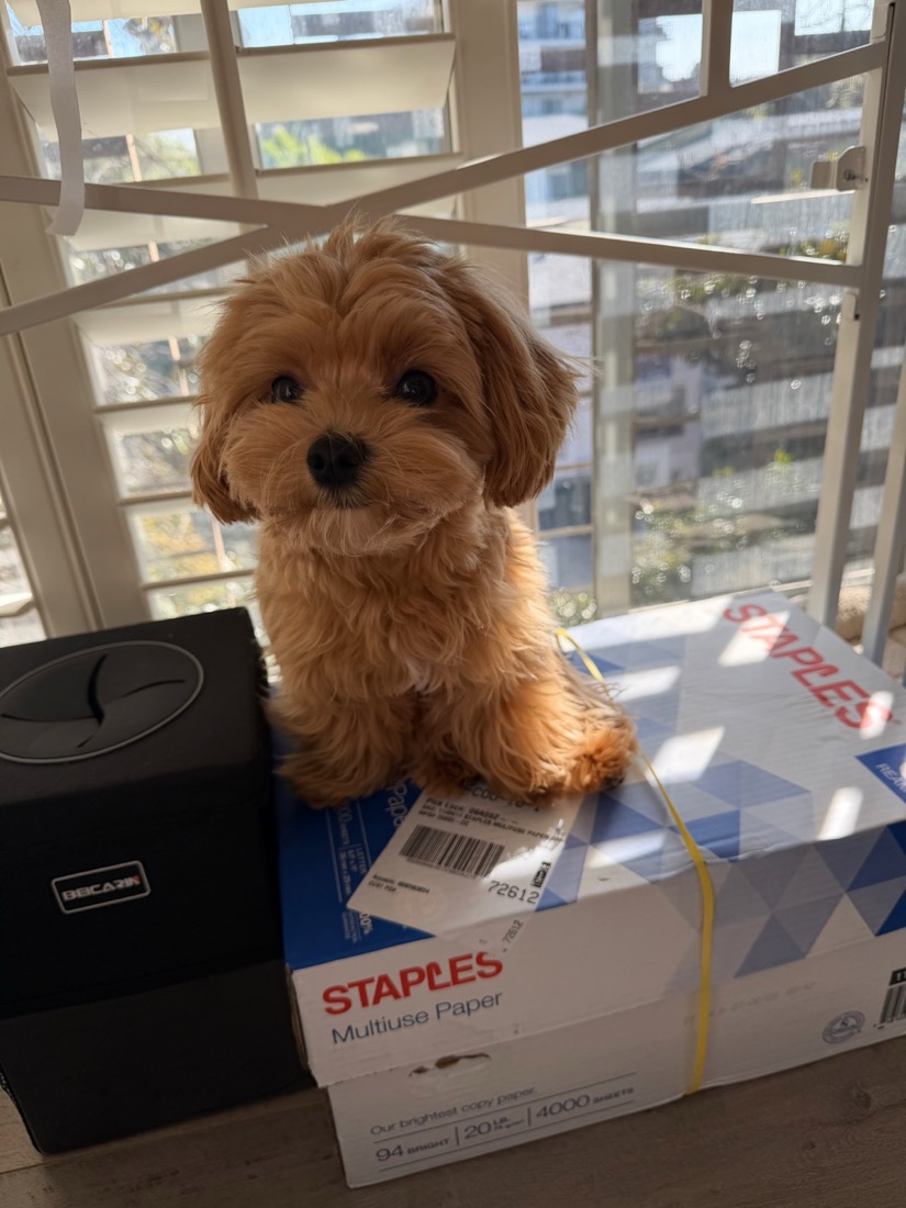 Toby sitting beside a delivered parcel